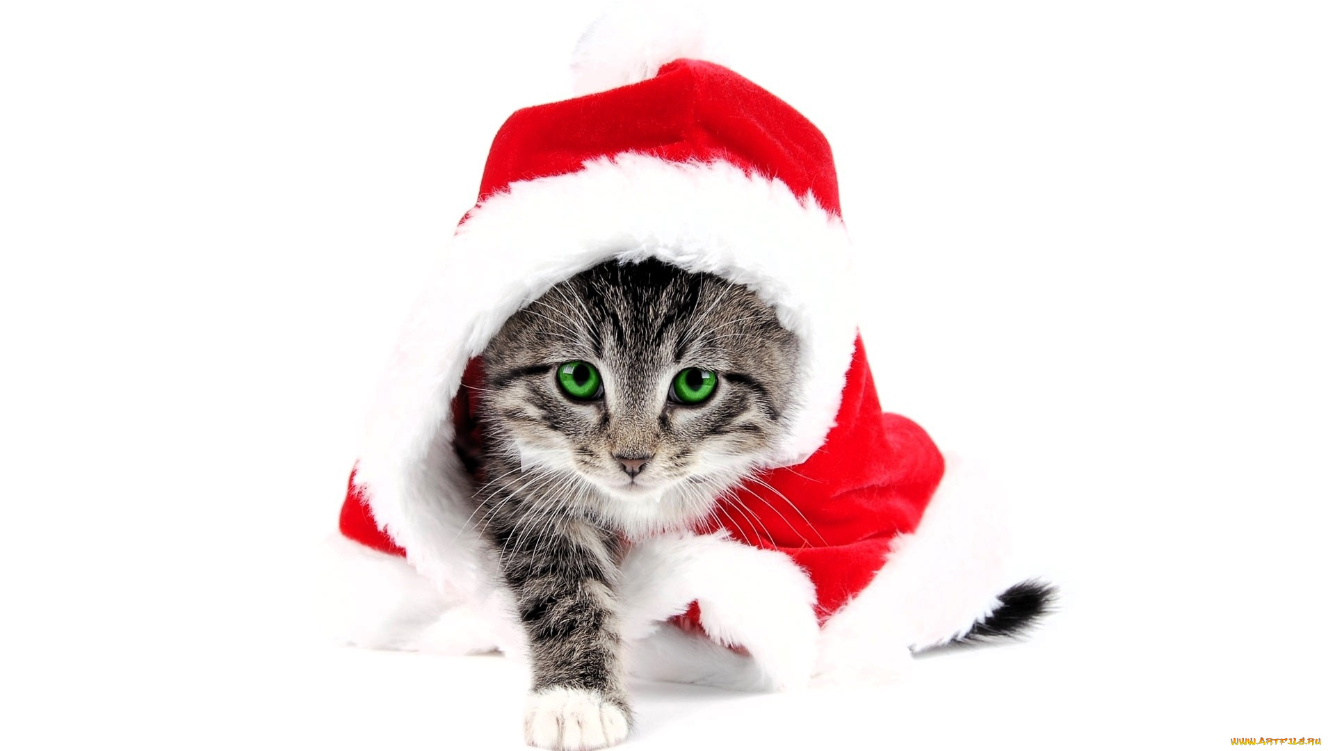 животные, коты, шапка, котенок