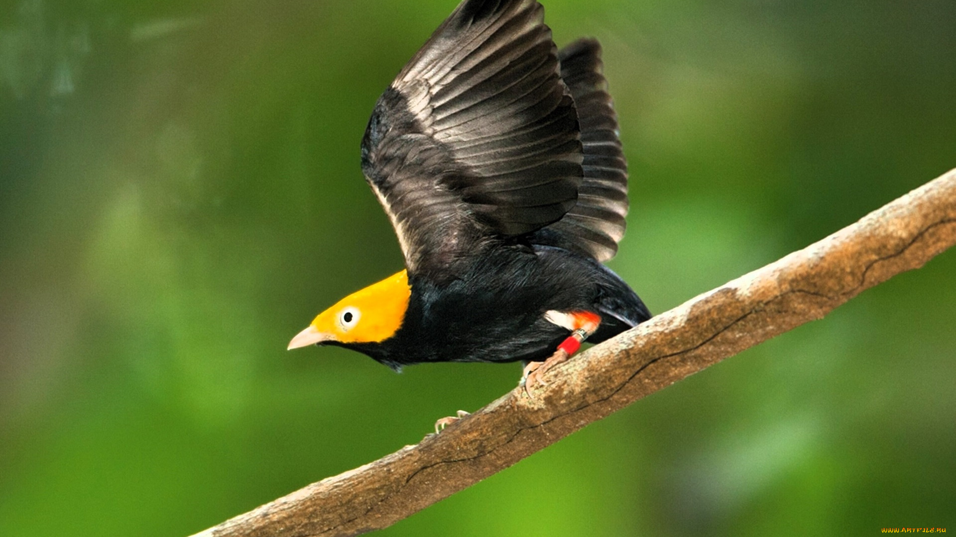 животные, птицы, птица, ветка