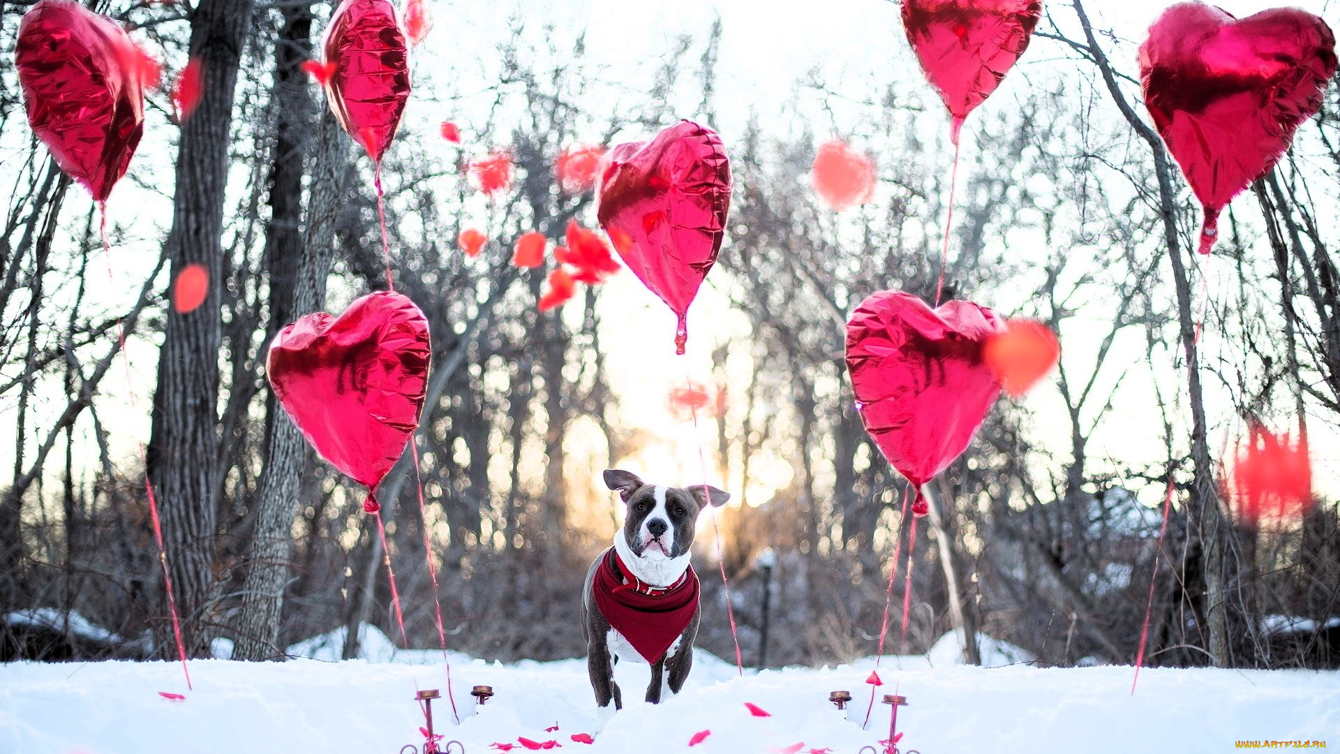животные, собаки, собака, снег, лепестки, шарики, лес