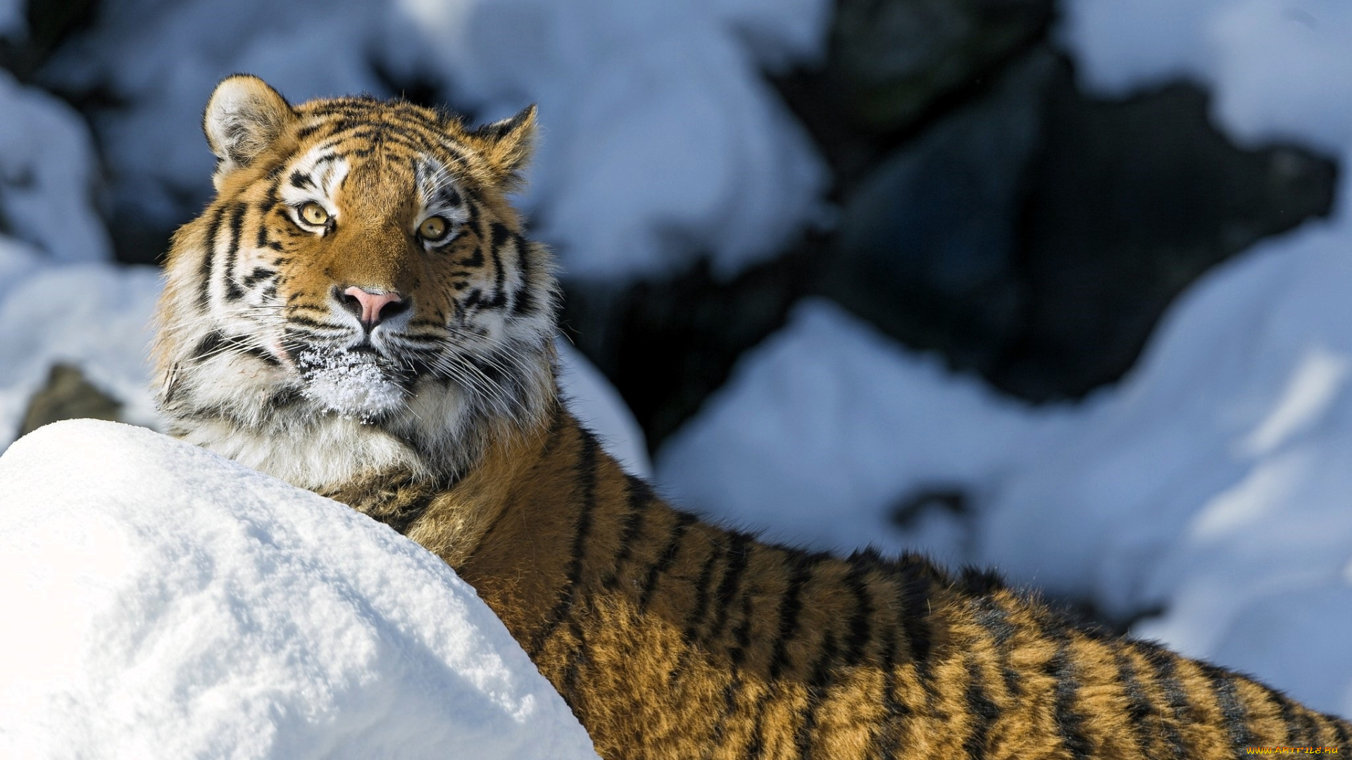 животные, тигры, тигр, снег