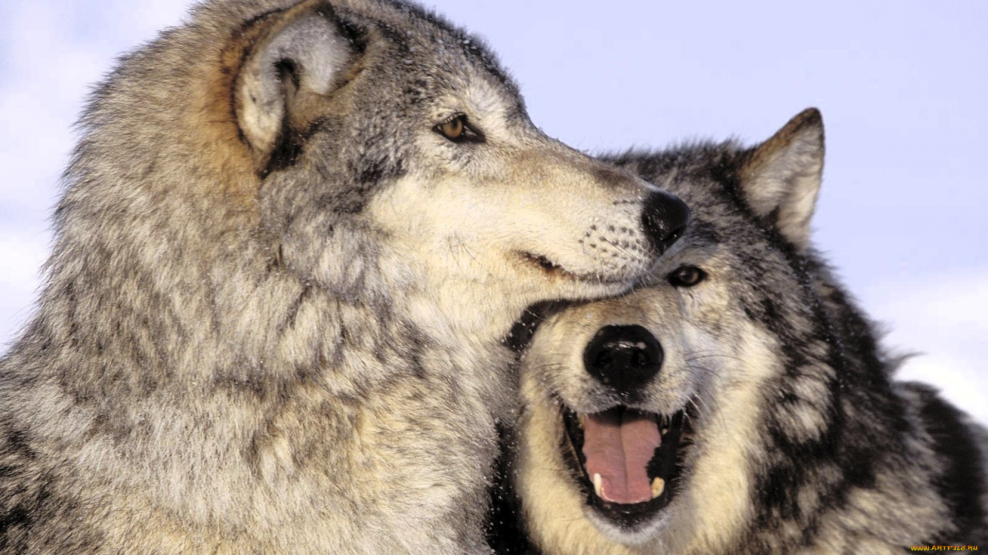 животные, волки, , койоты, , шакалы, пара, снег