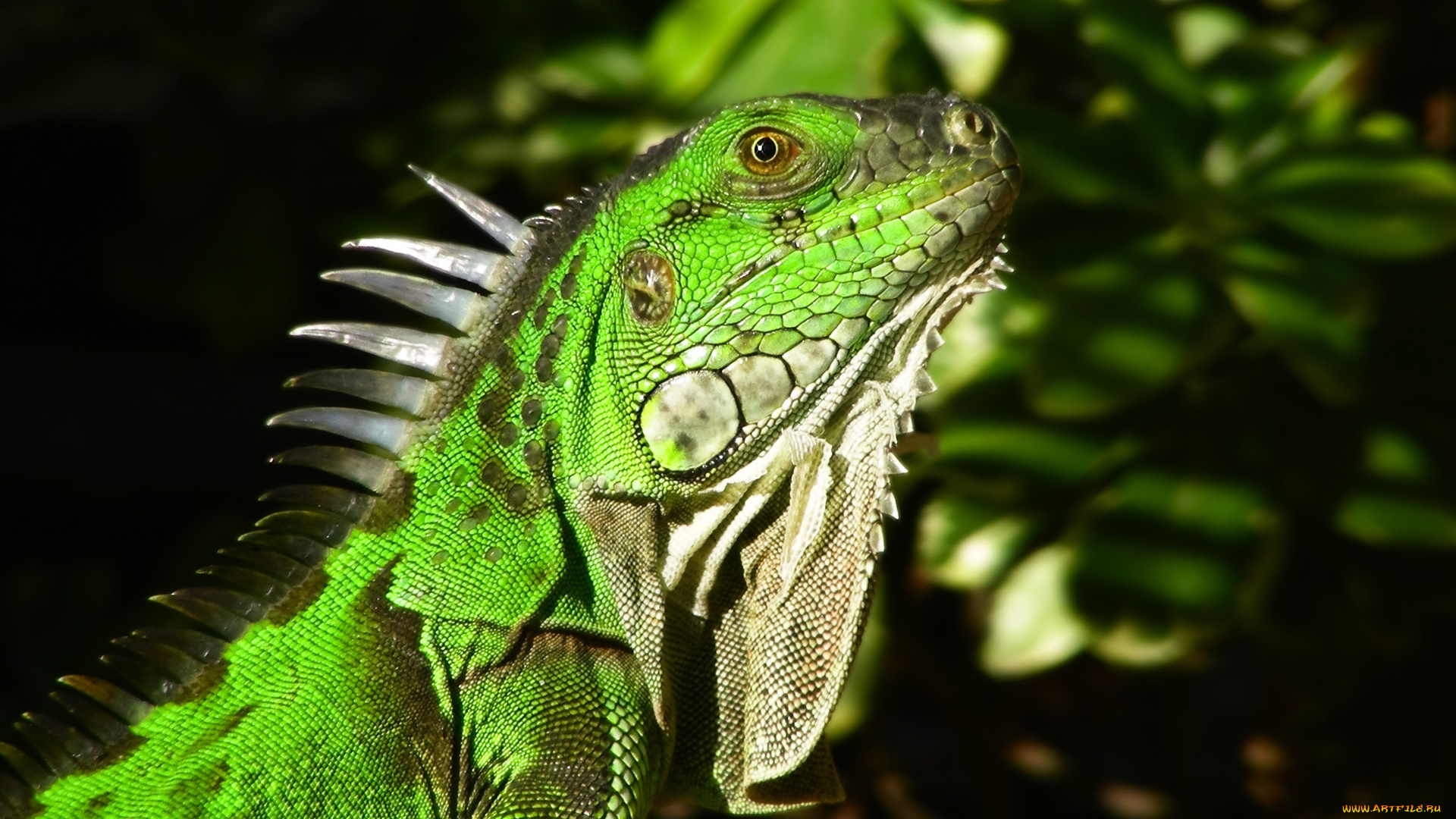 животные, ящерицы, , игуаны, , вараны, игуана