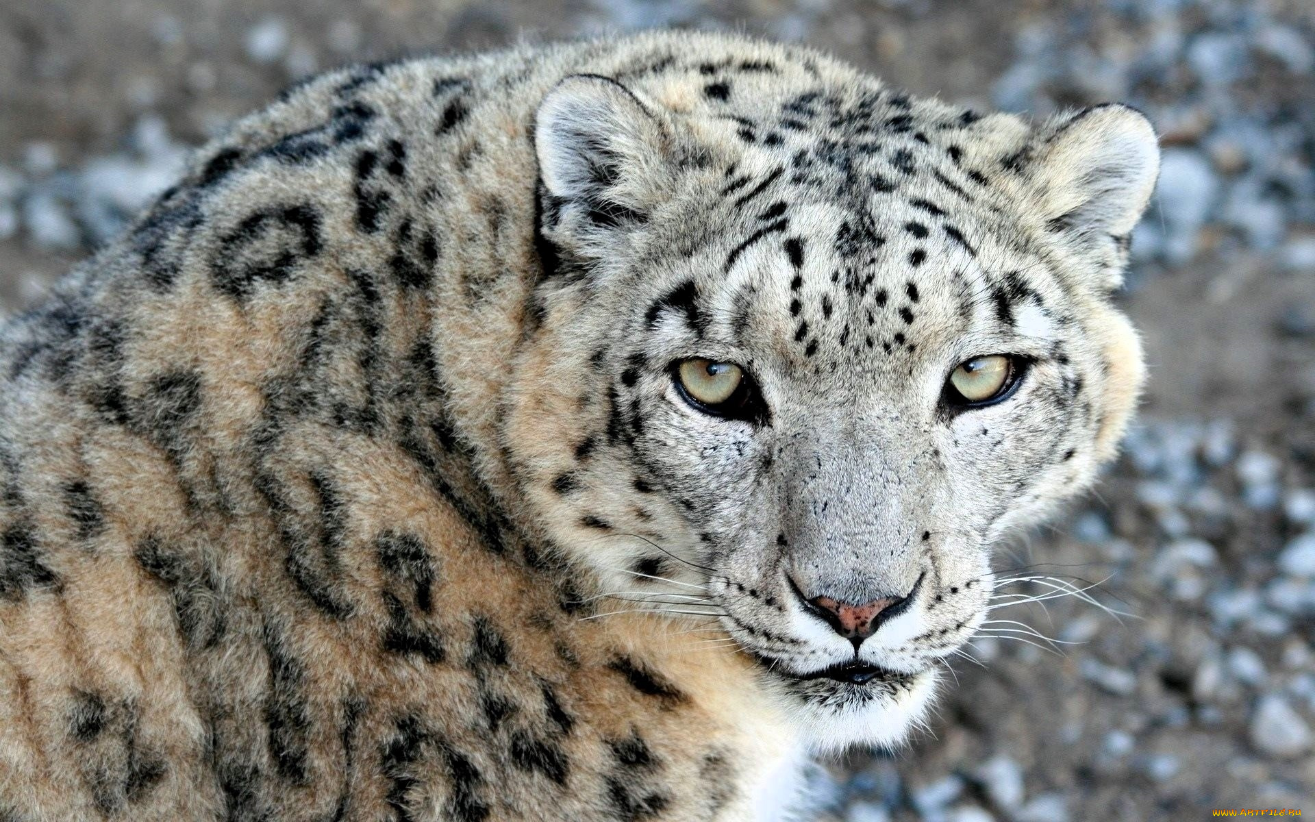 животные, снежный, барс, , ирбис, барс, голова