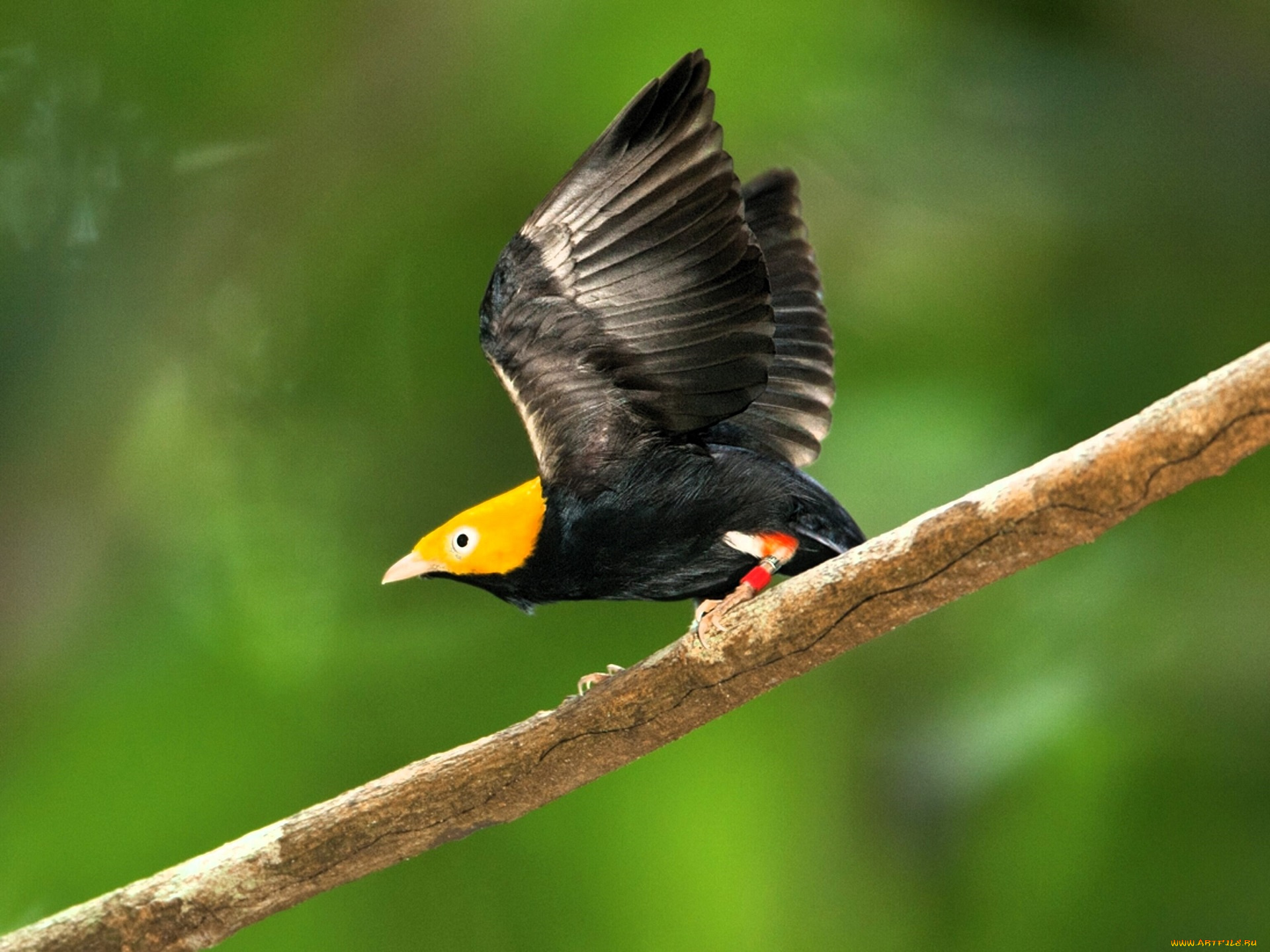 животные, птицы, птица, ветка