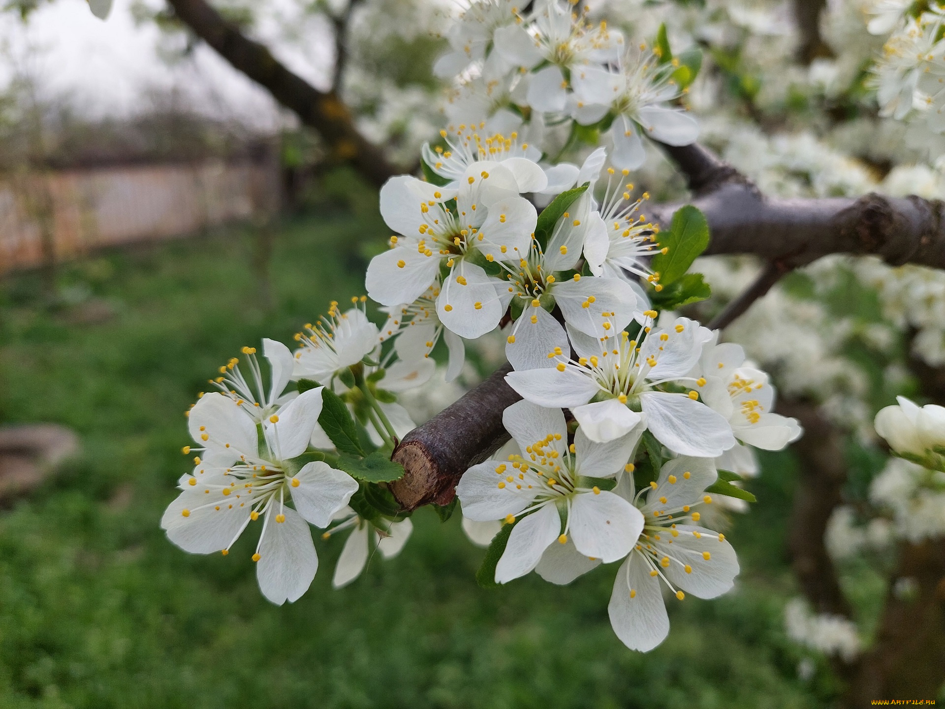 цветы, цветущие, деревья, , , кустарники, алыча