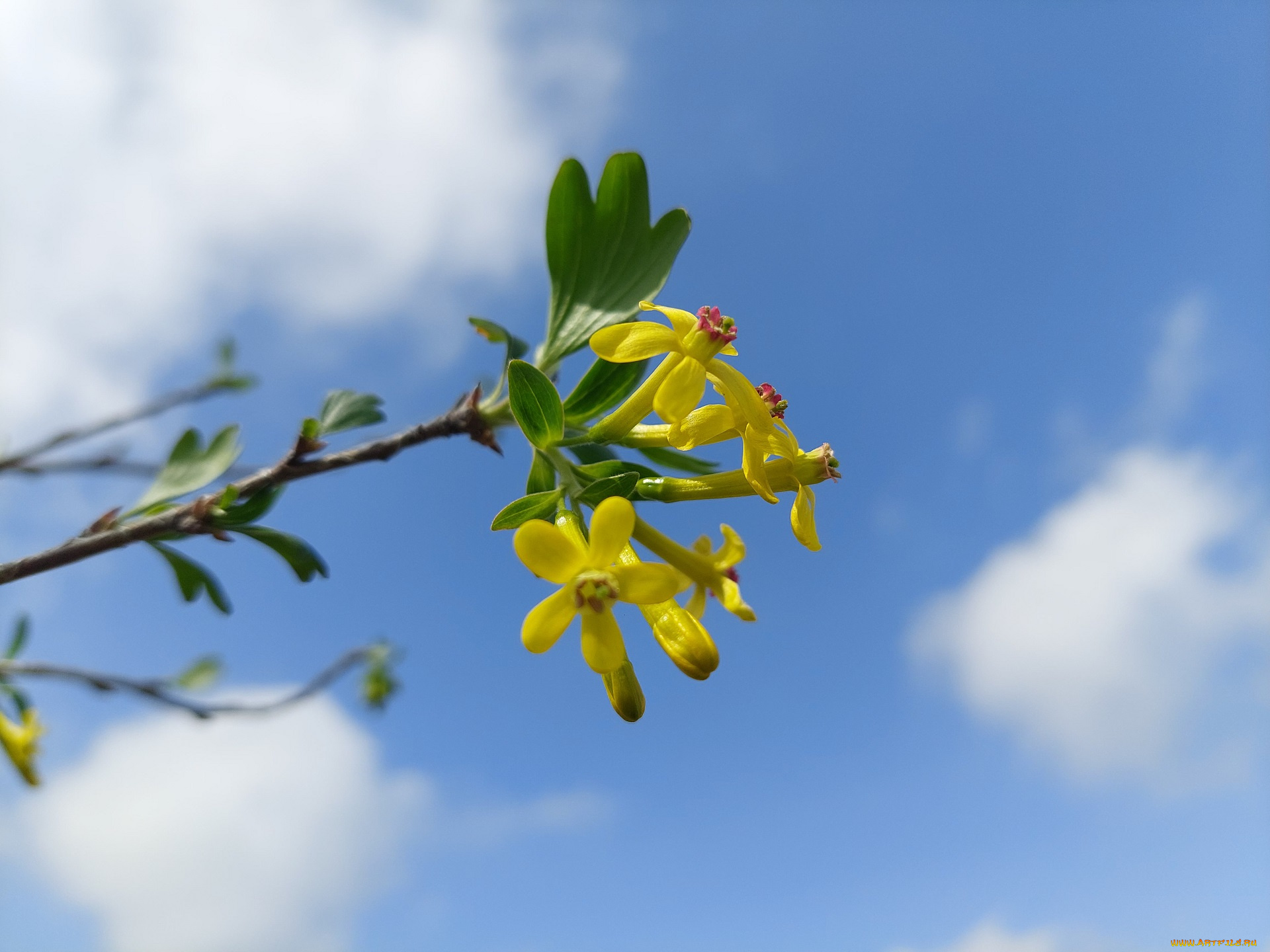 цветы, цветущие, овощи, , ягоды, черная, смородина