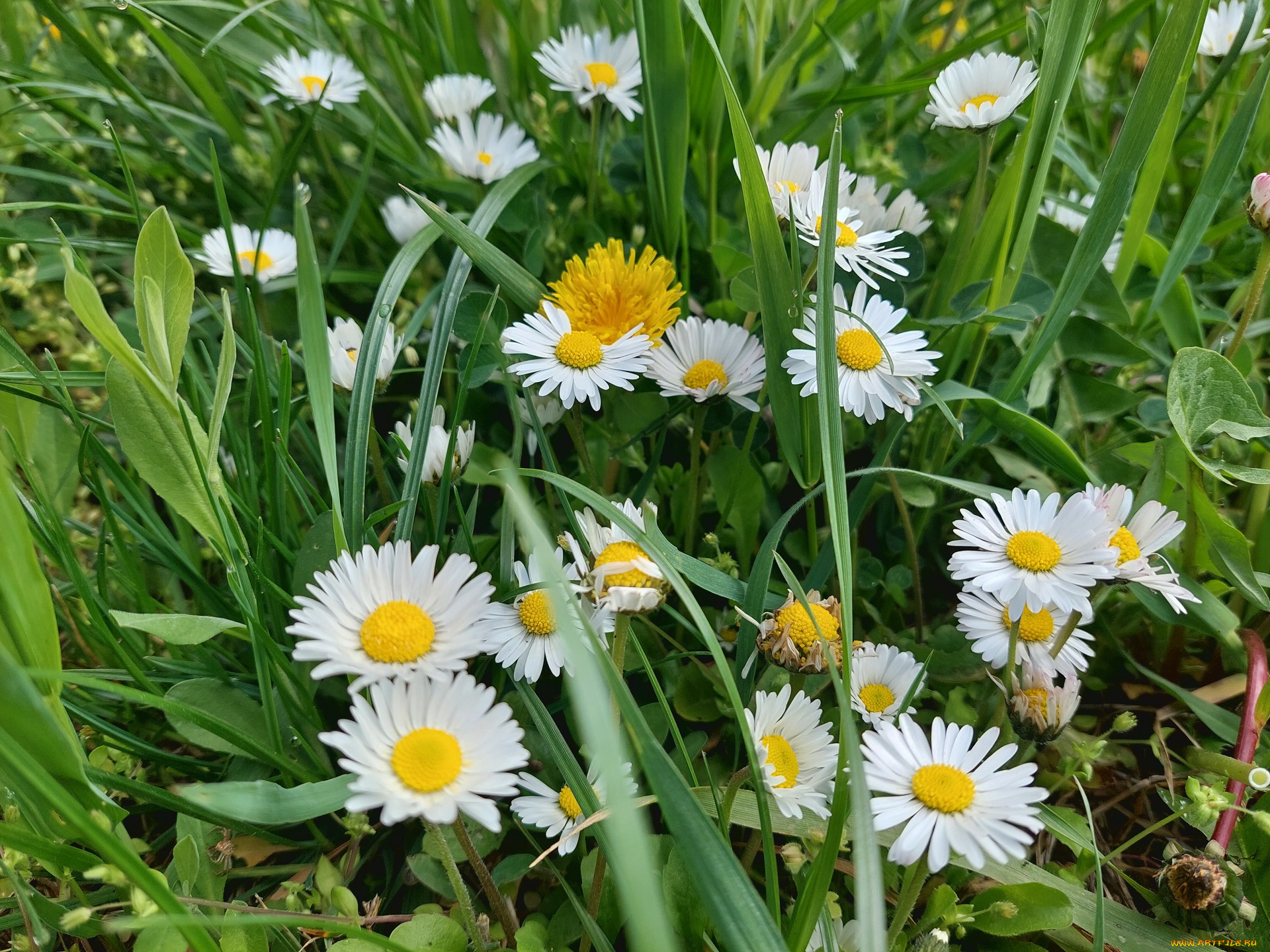 цветы, маргаритки