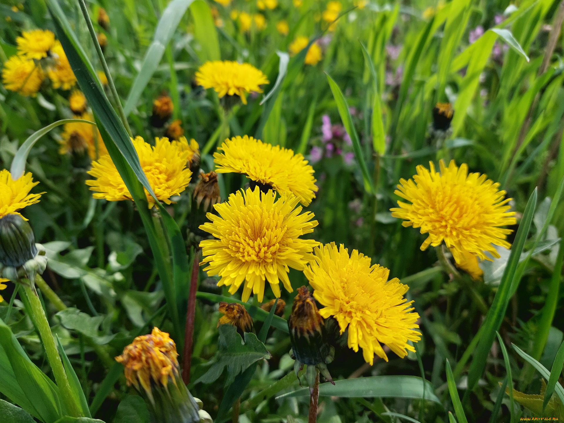 цветы, одуванчики