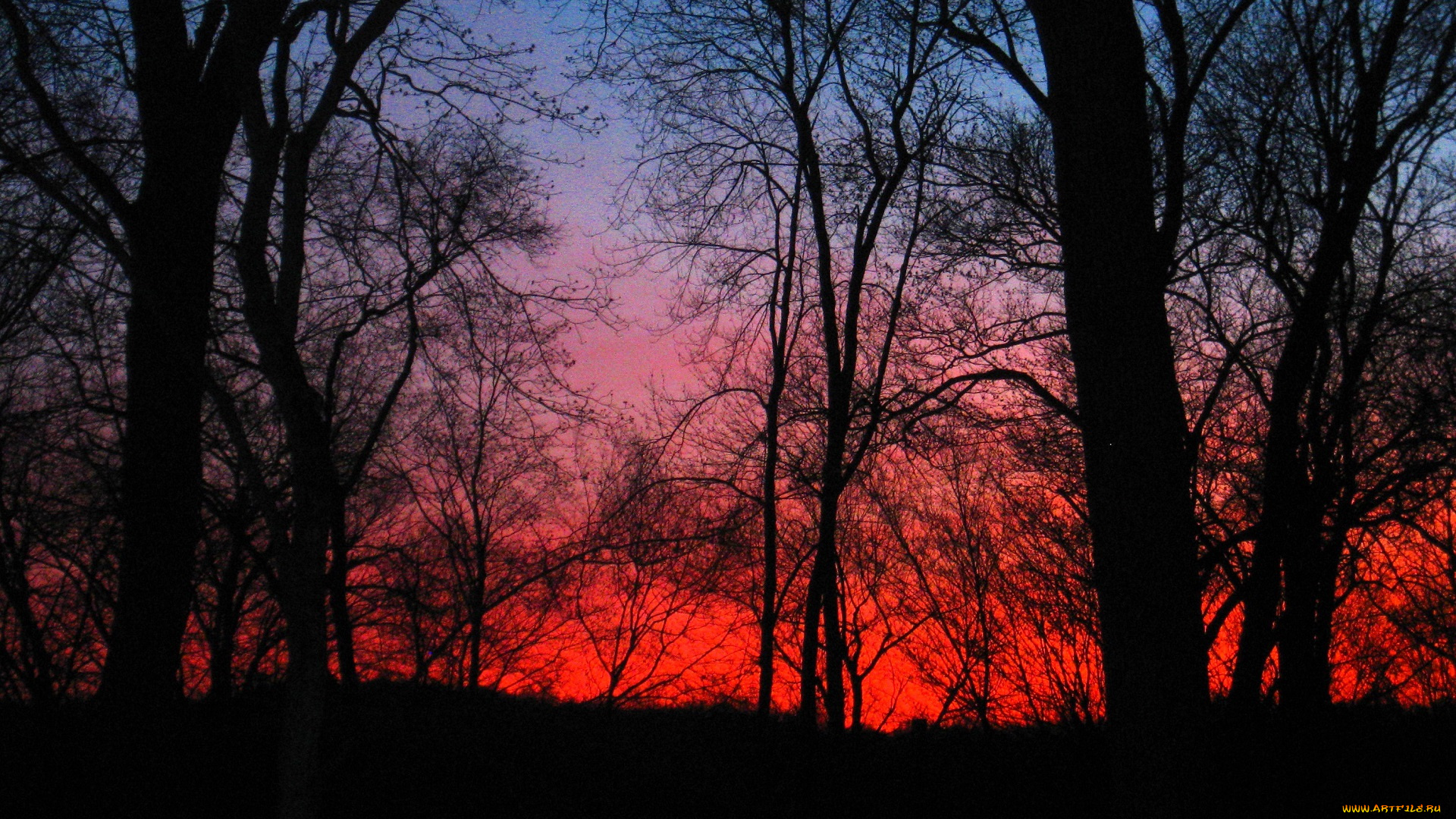 природа, восходы, закаты, деревья, закат