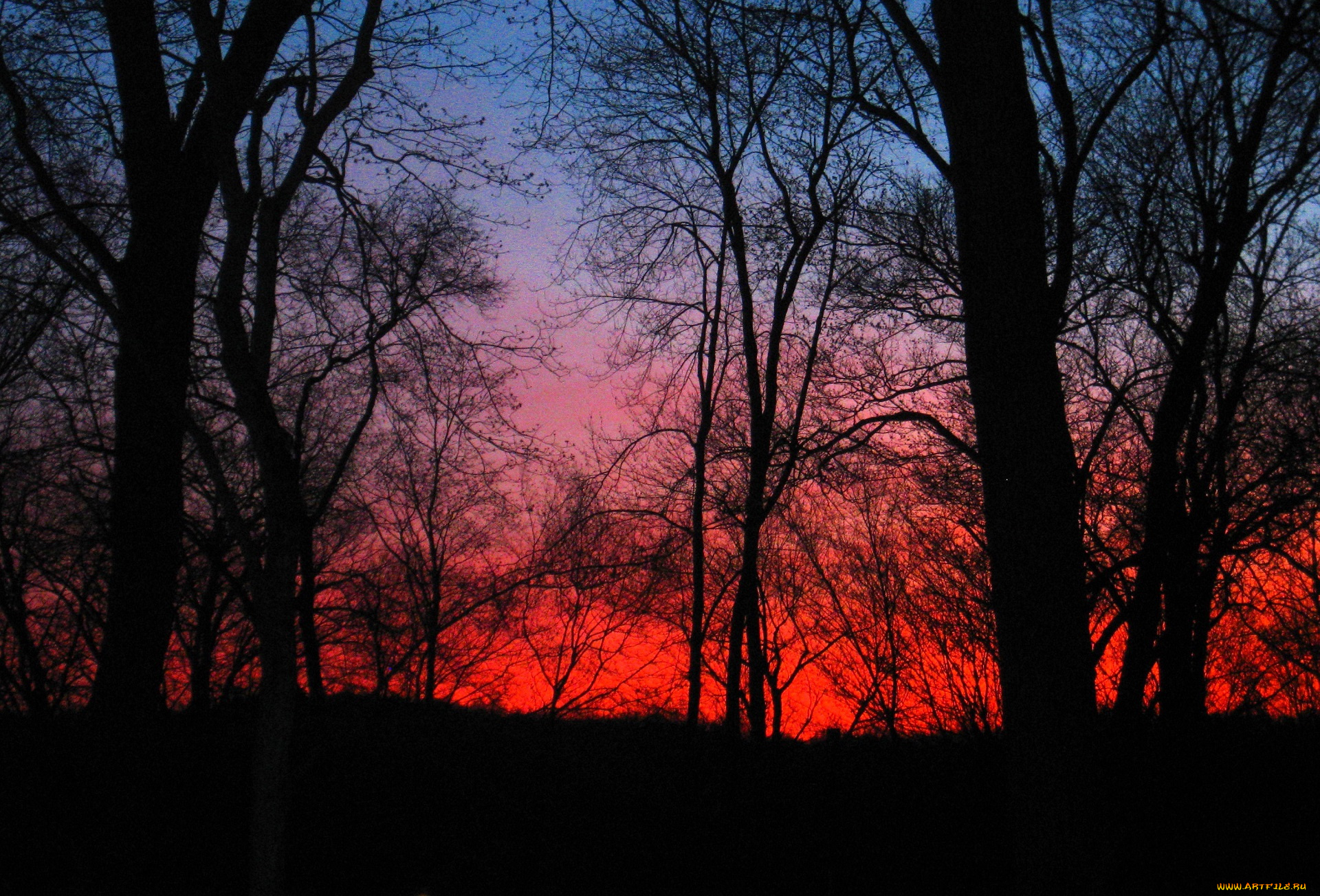 природа, восходы, закаты, деревья, закат