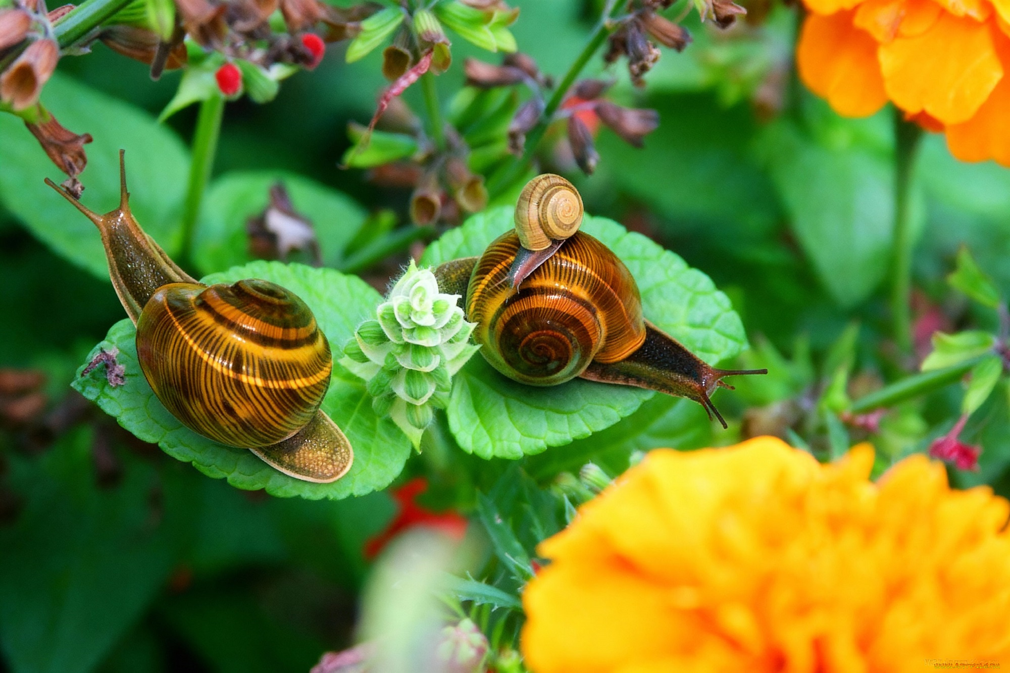 разное, компьютерный, дизайн, улитки