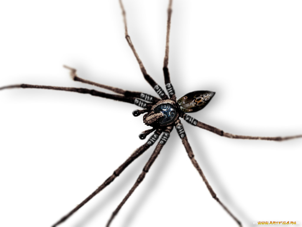 животные, пауки