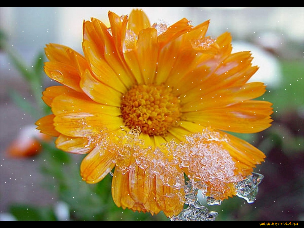 цветы, календула