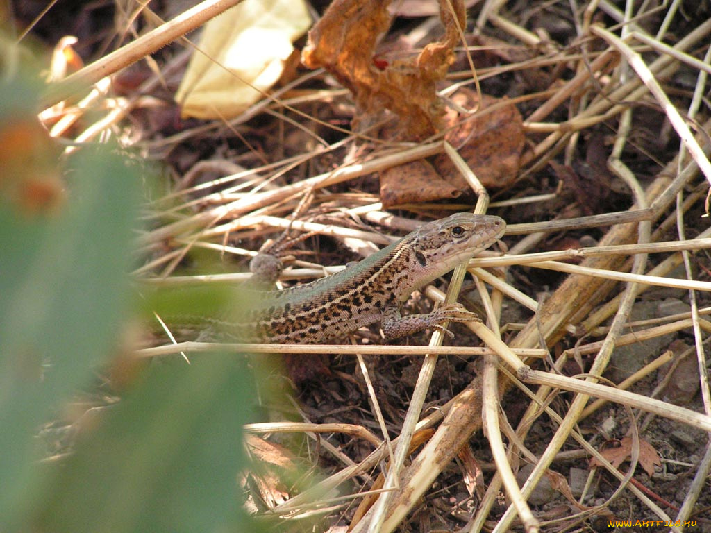 ящерка, животные, Ящерицы, игуаны, вараны