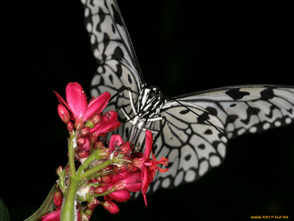 животные, бабочки