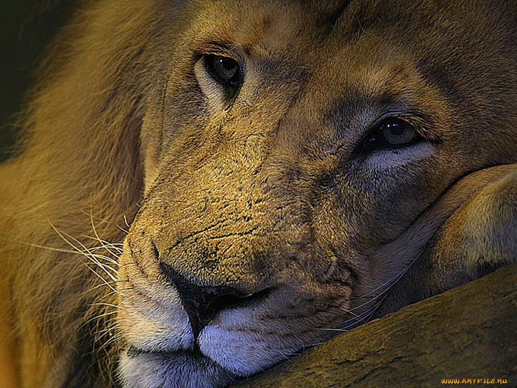 животные, львы