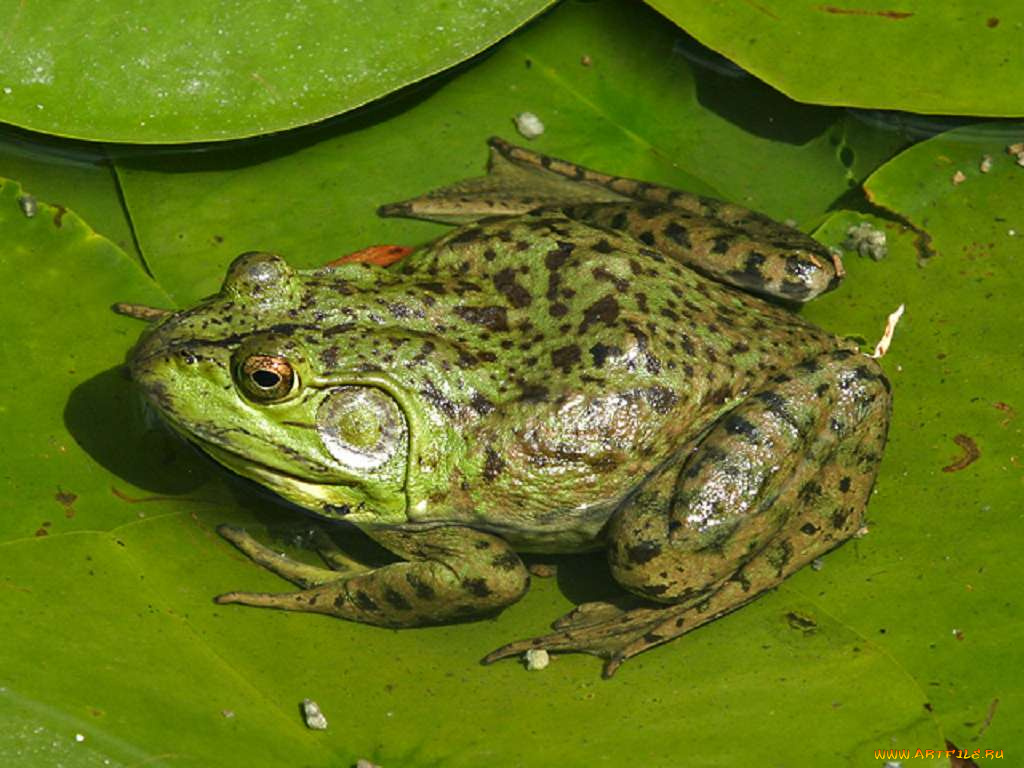 животные, лягушки