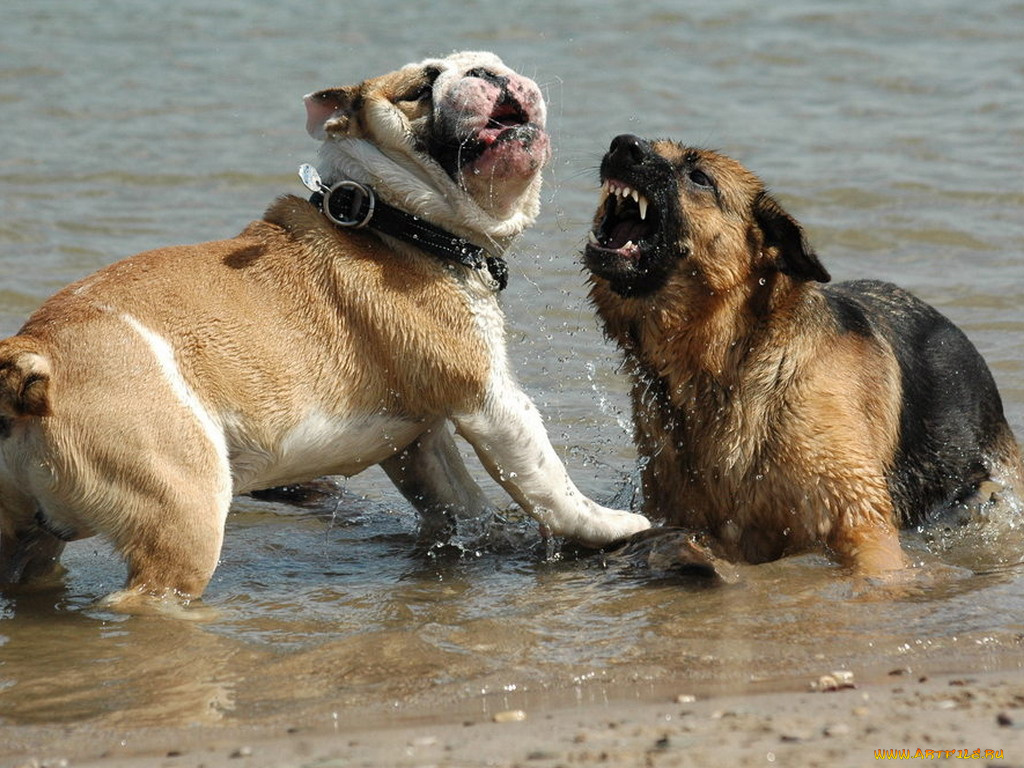 животные, собаки