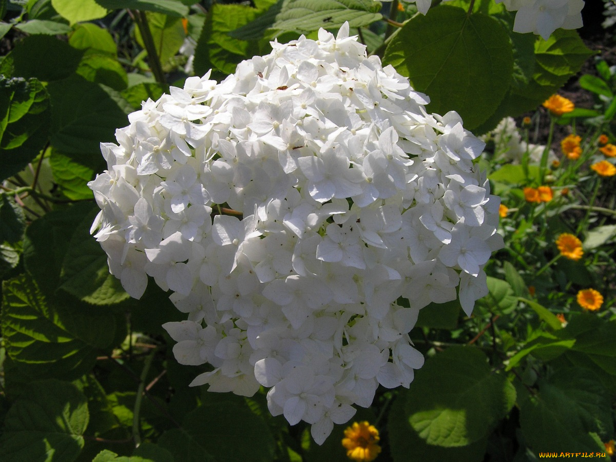 белый, шар, цветы, гортензия