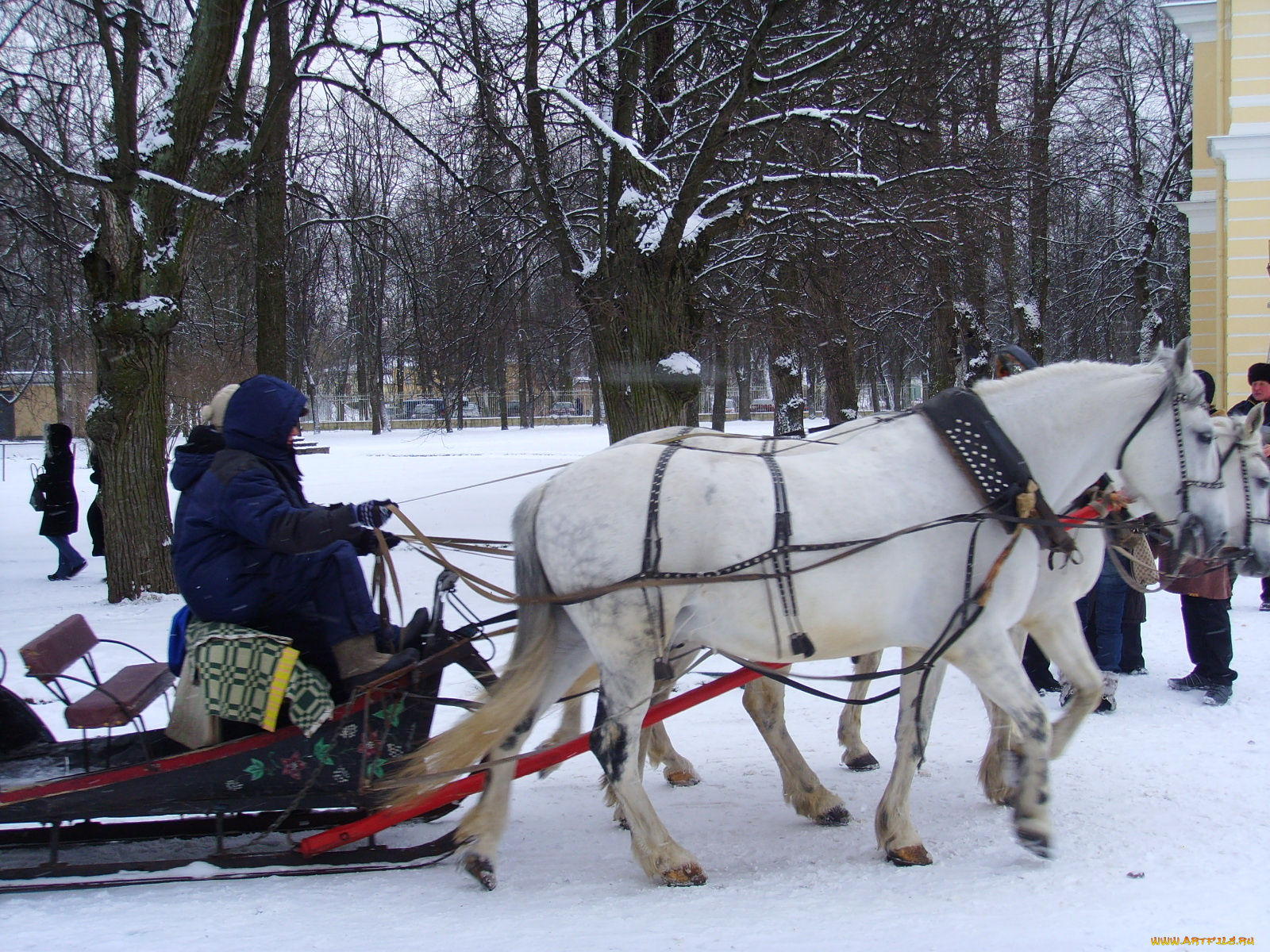 животные, лошади