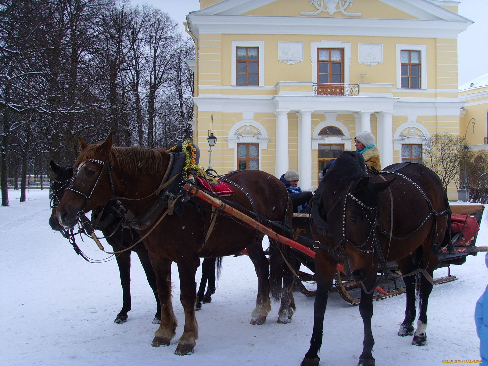 животные, лошади