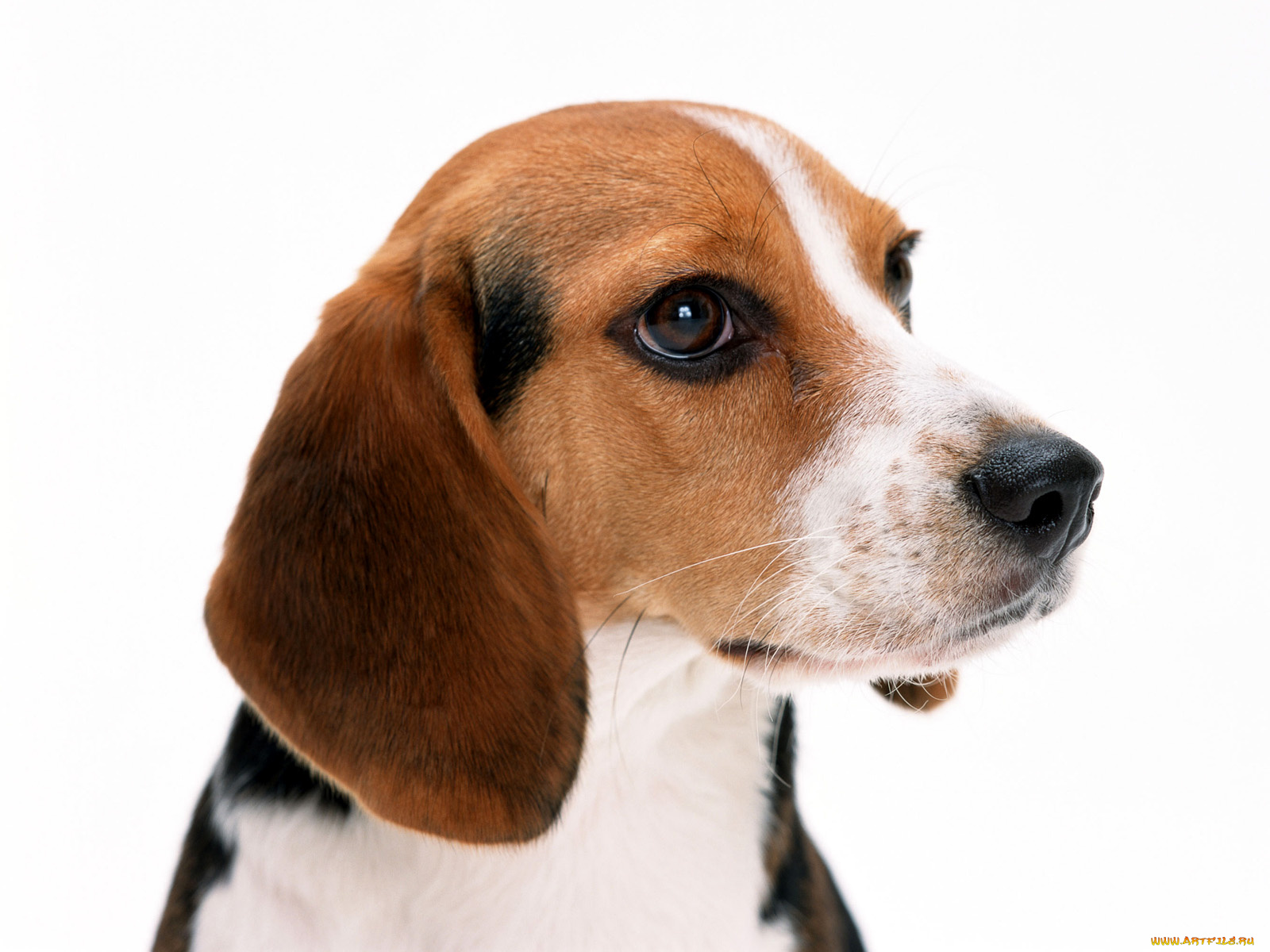 животные, собаки