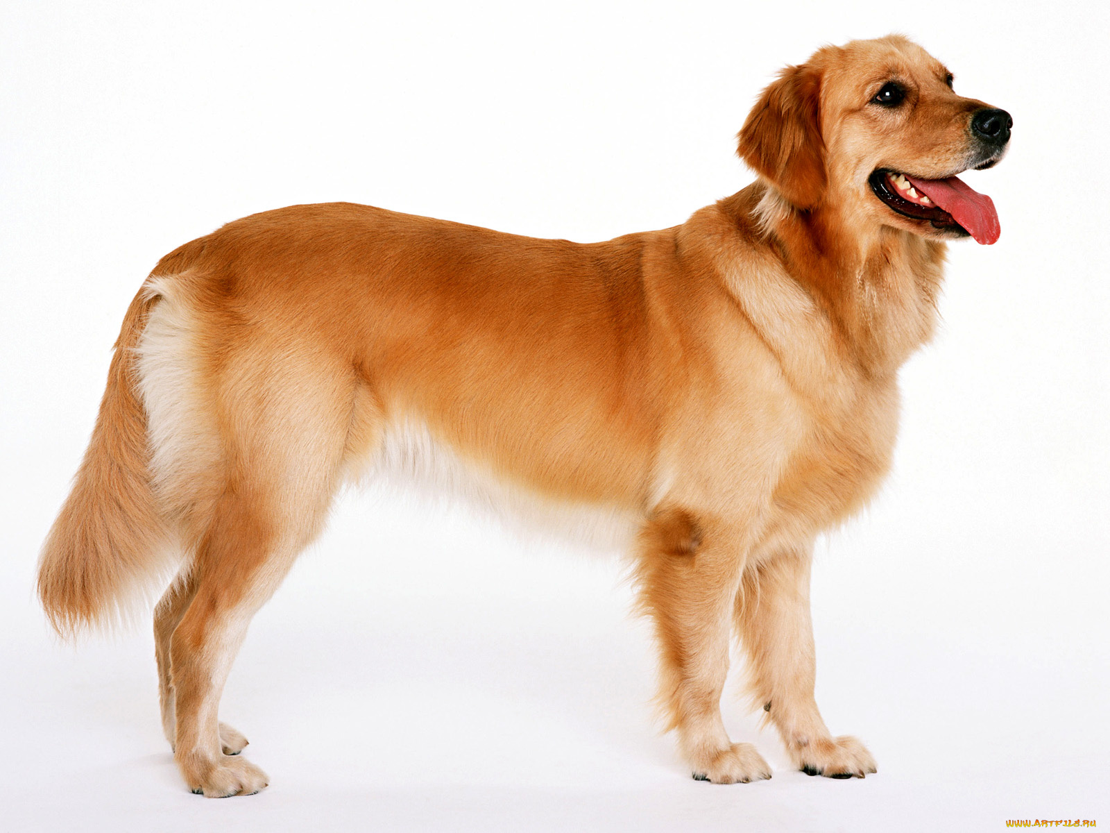 животные, собаки