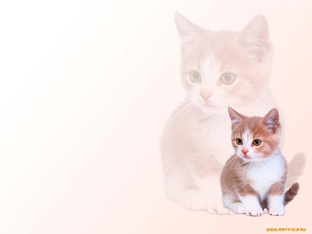 животные, коты