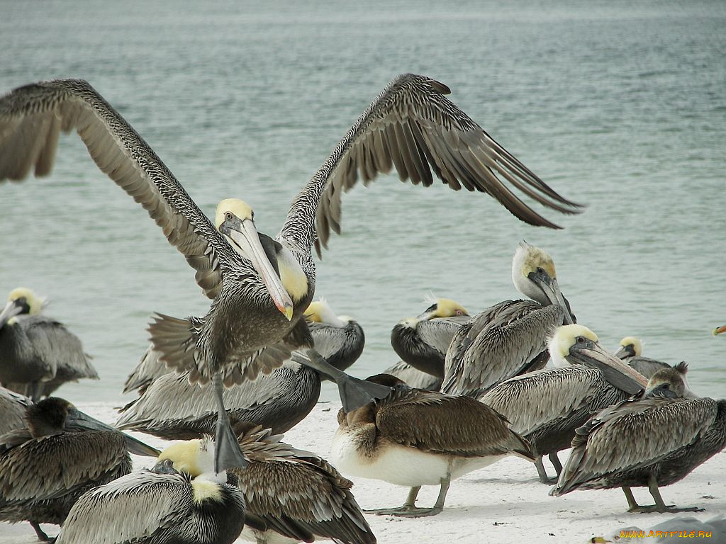 животные, пеликаны
