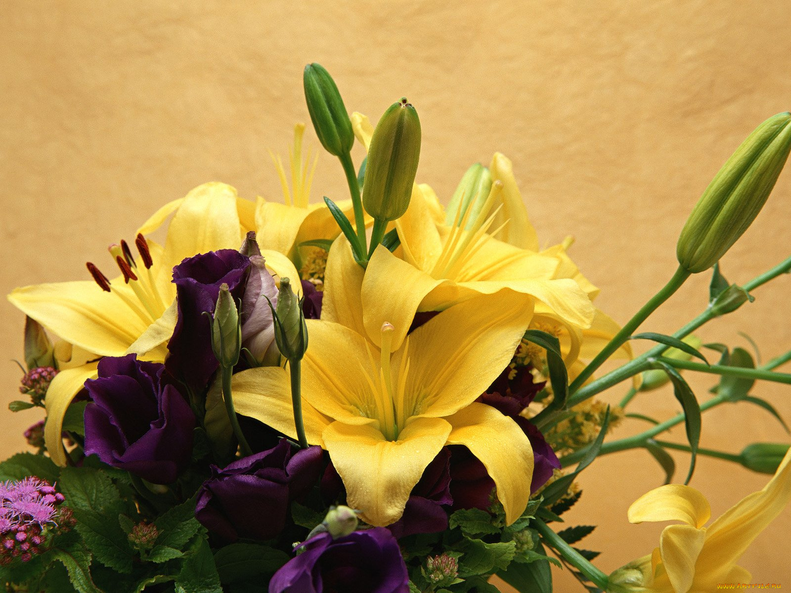 цветы, букеты, композиции