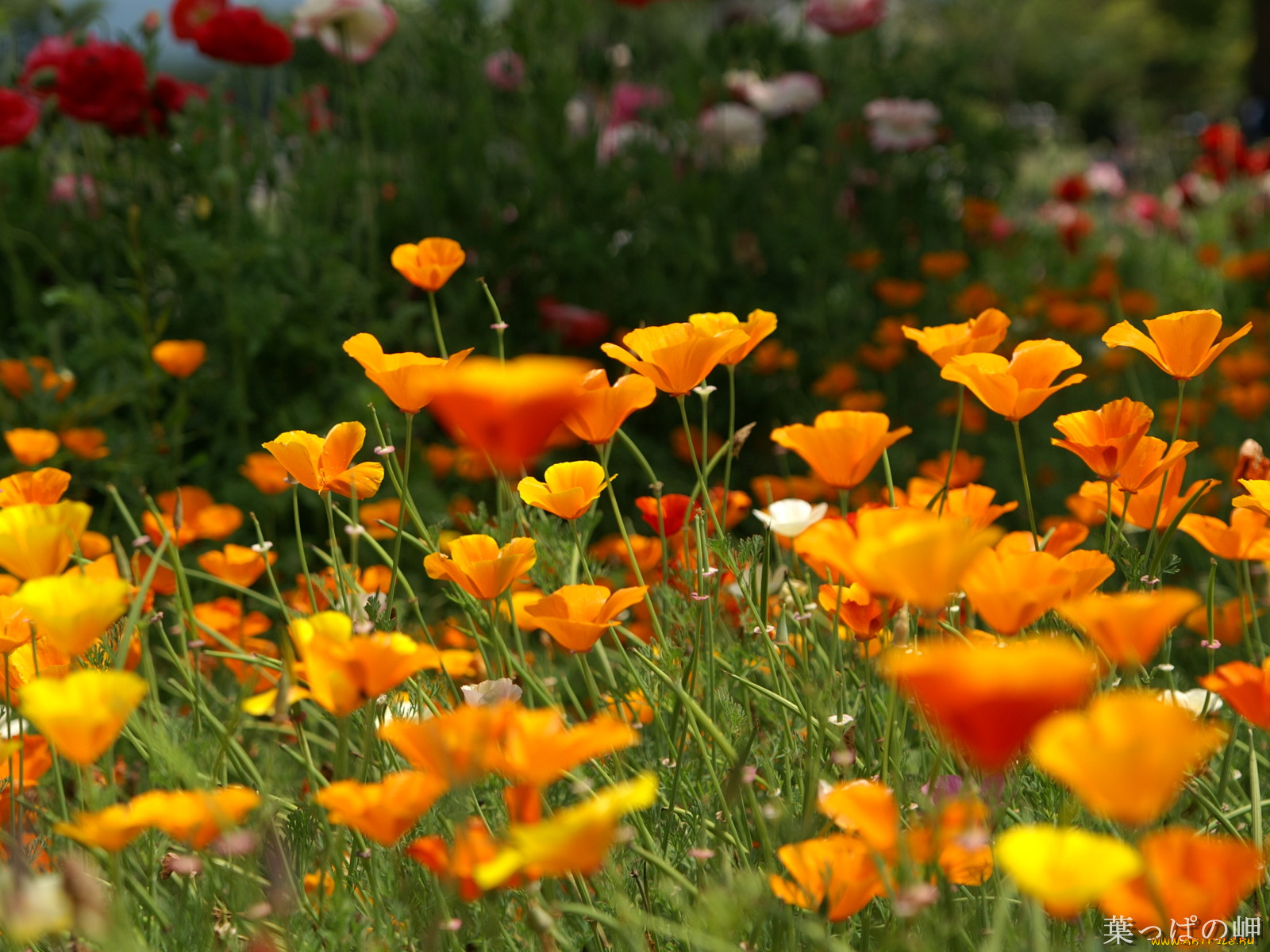 цветы, эшшольция