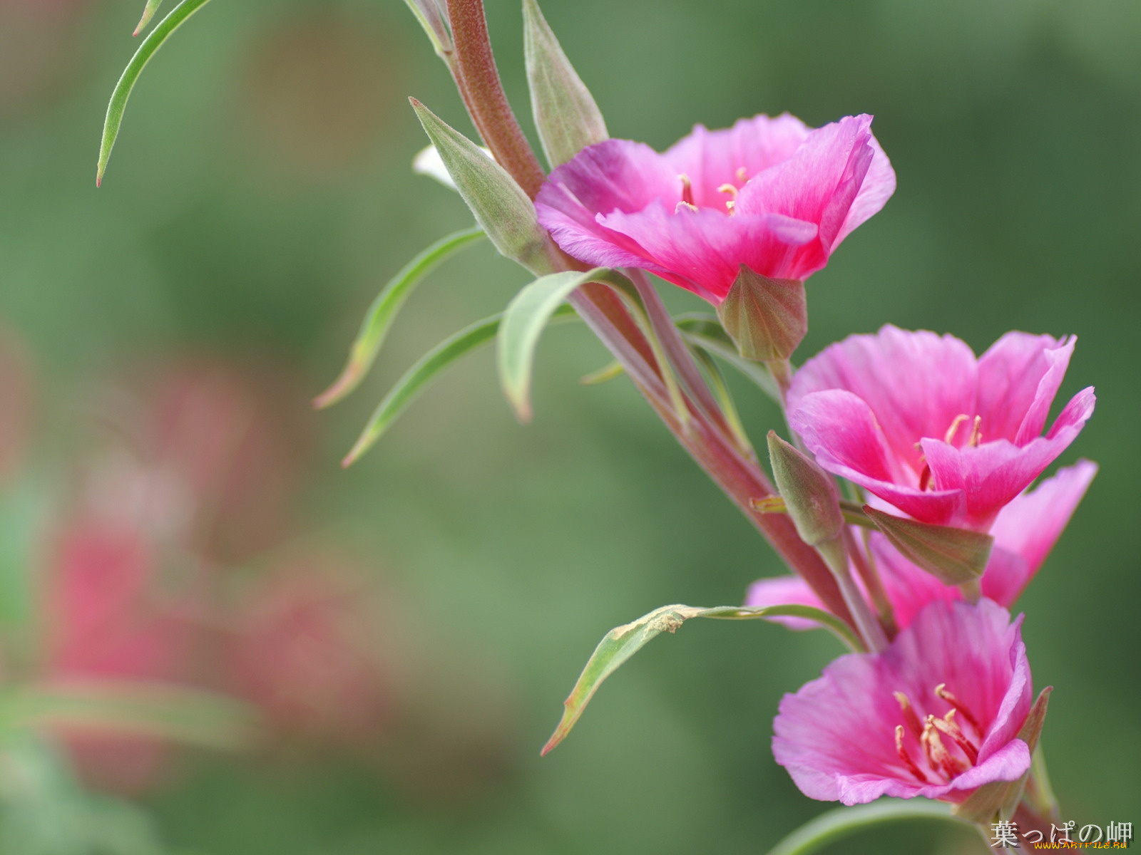 цветы, годеция