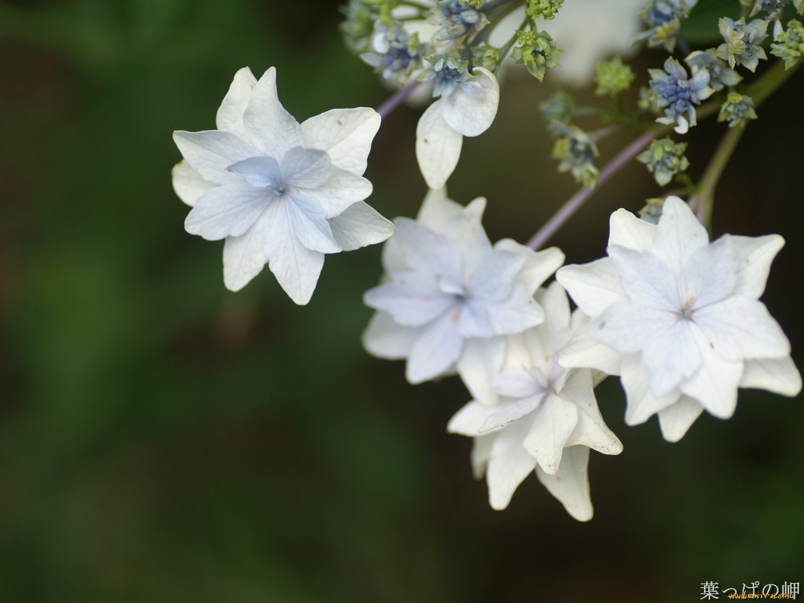 цветы, гортензия