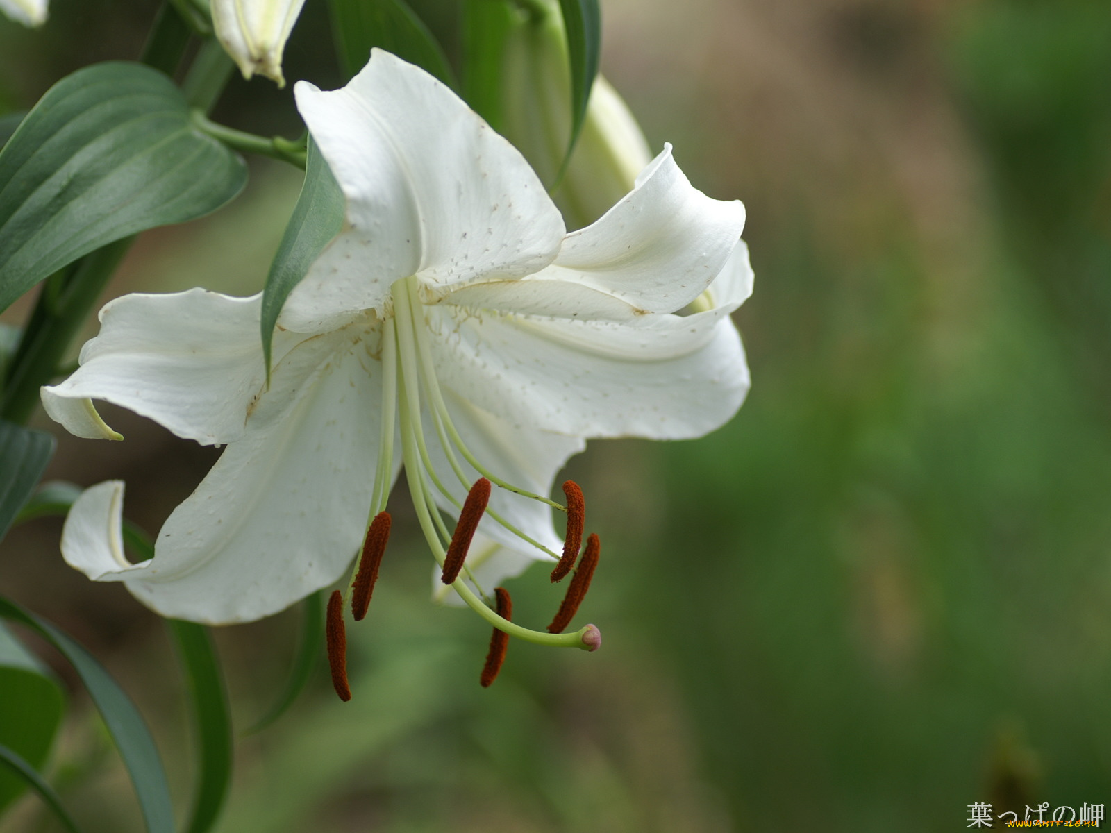 цветы, лилии, лилейники