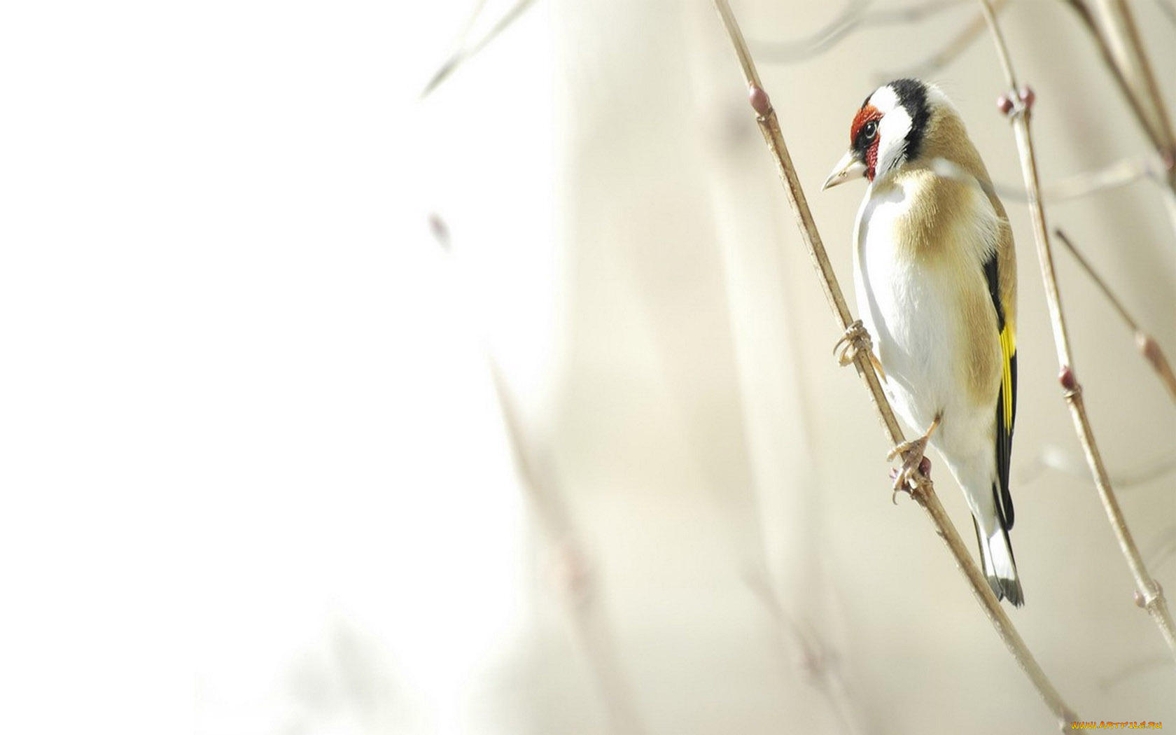 животные, дятлы