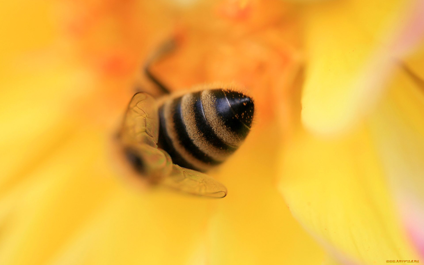 животные, пчелы, осы, шмели