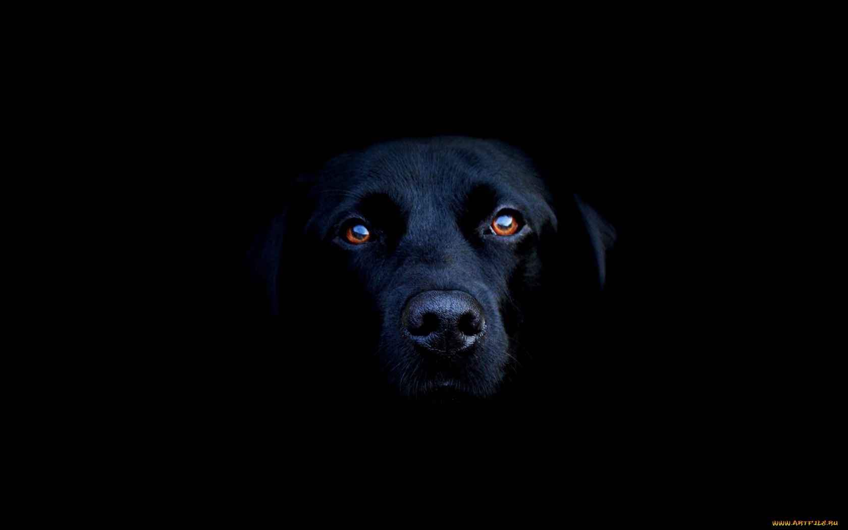 животные, собаки