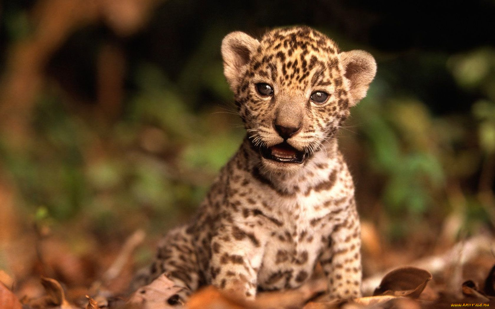 животные, Ягуары