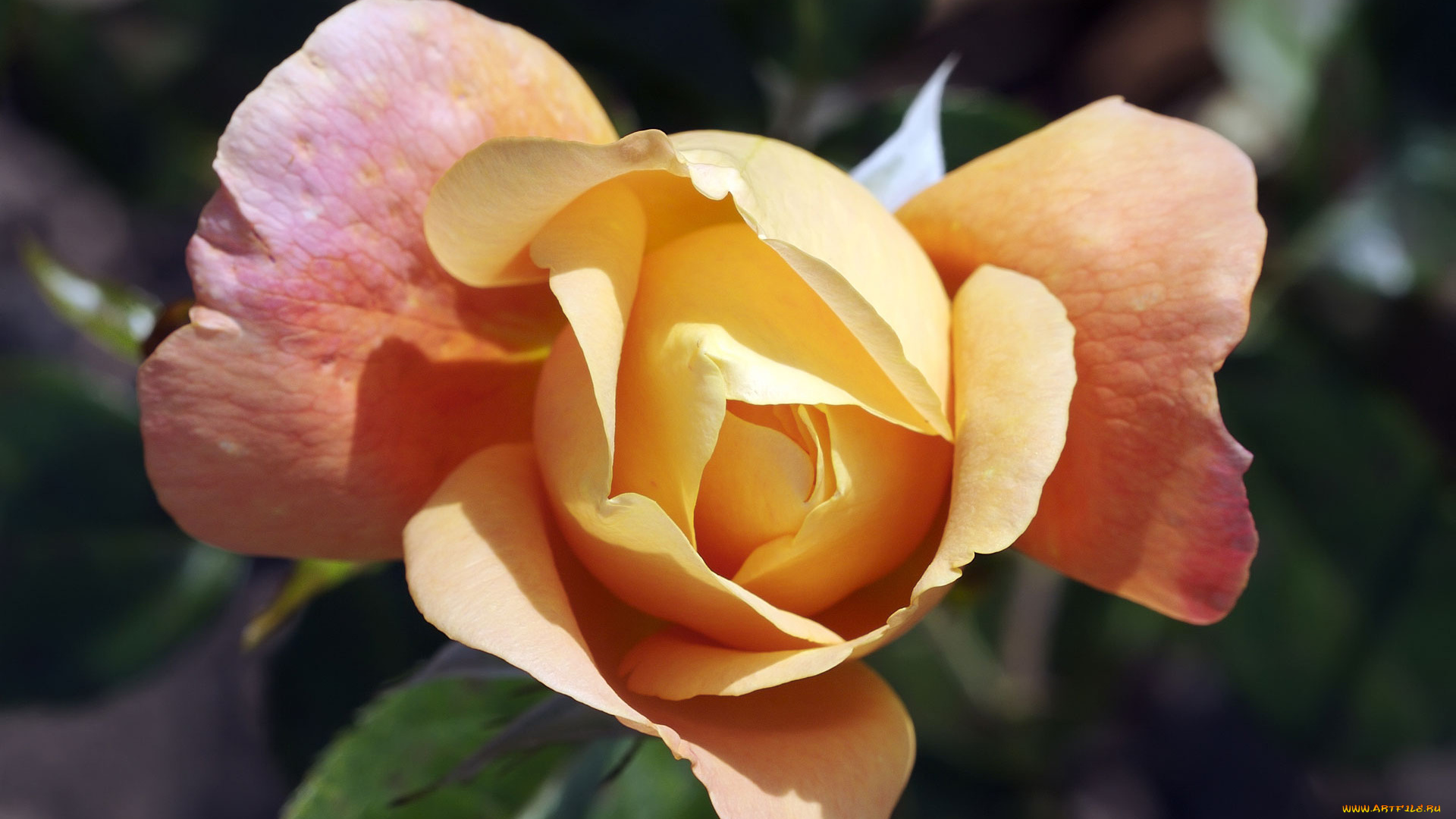 цветы, розы