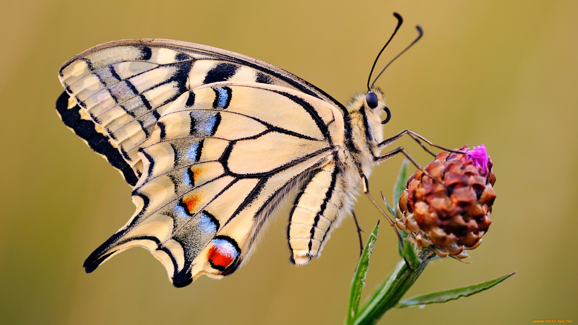 животные, бабочки