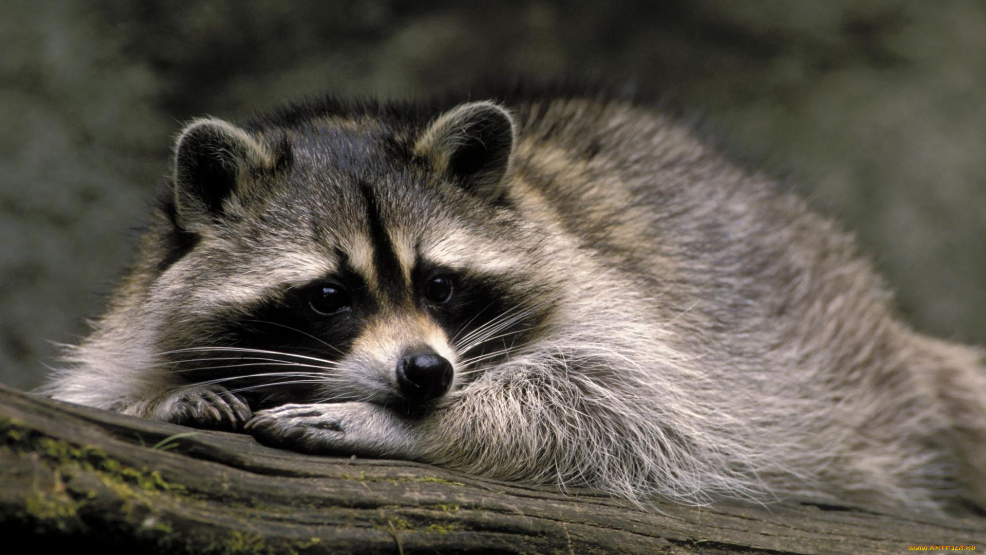 животные, еноты