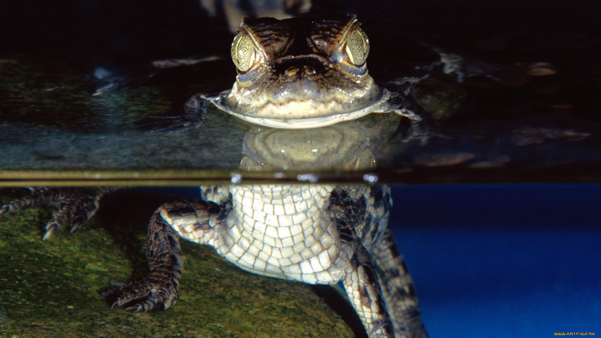 животные, крокодилы
