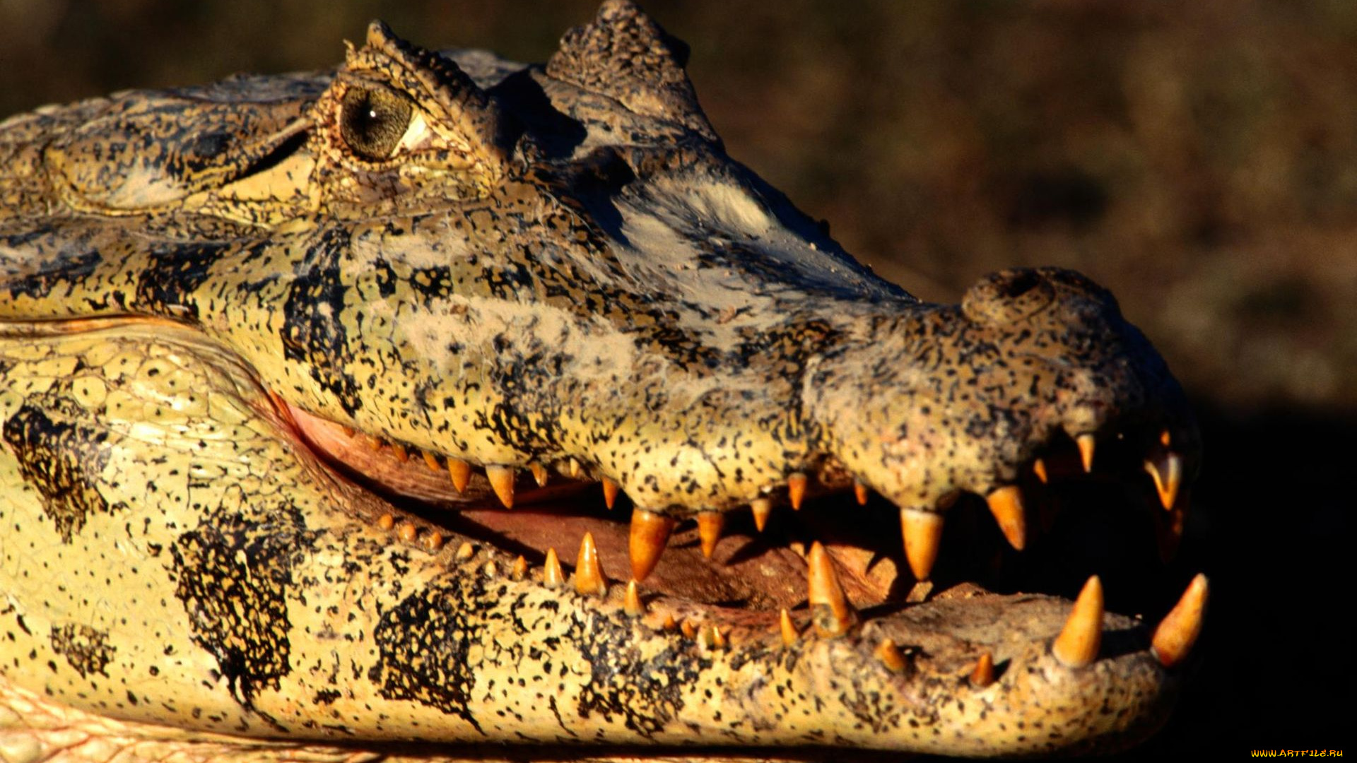 животные, крокодилы