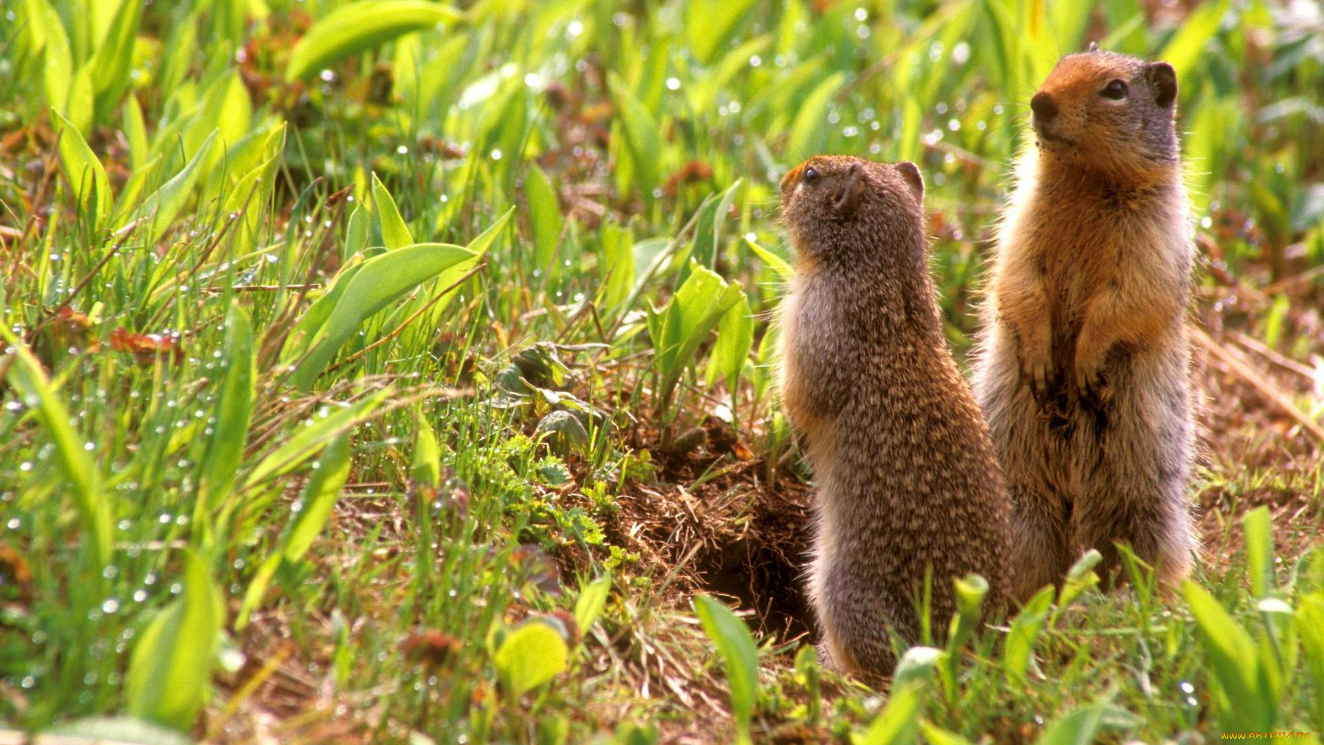 животные, суслики, сурки