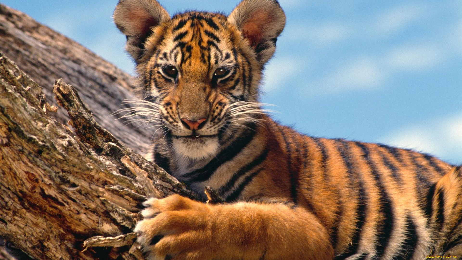 животные, тигры