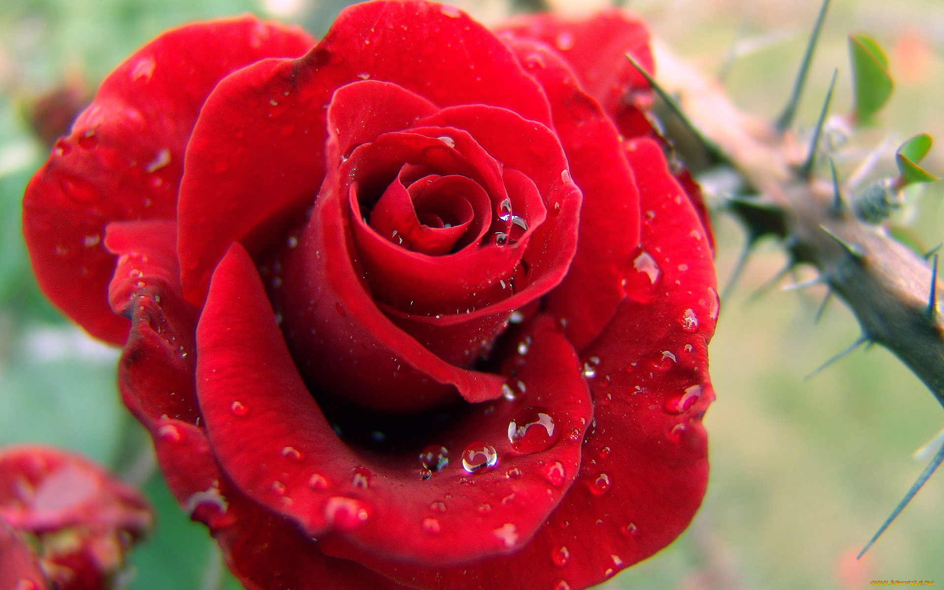 цветы, розы