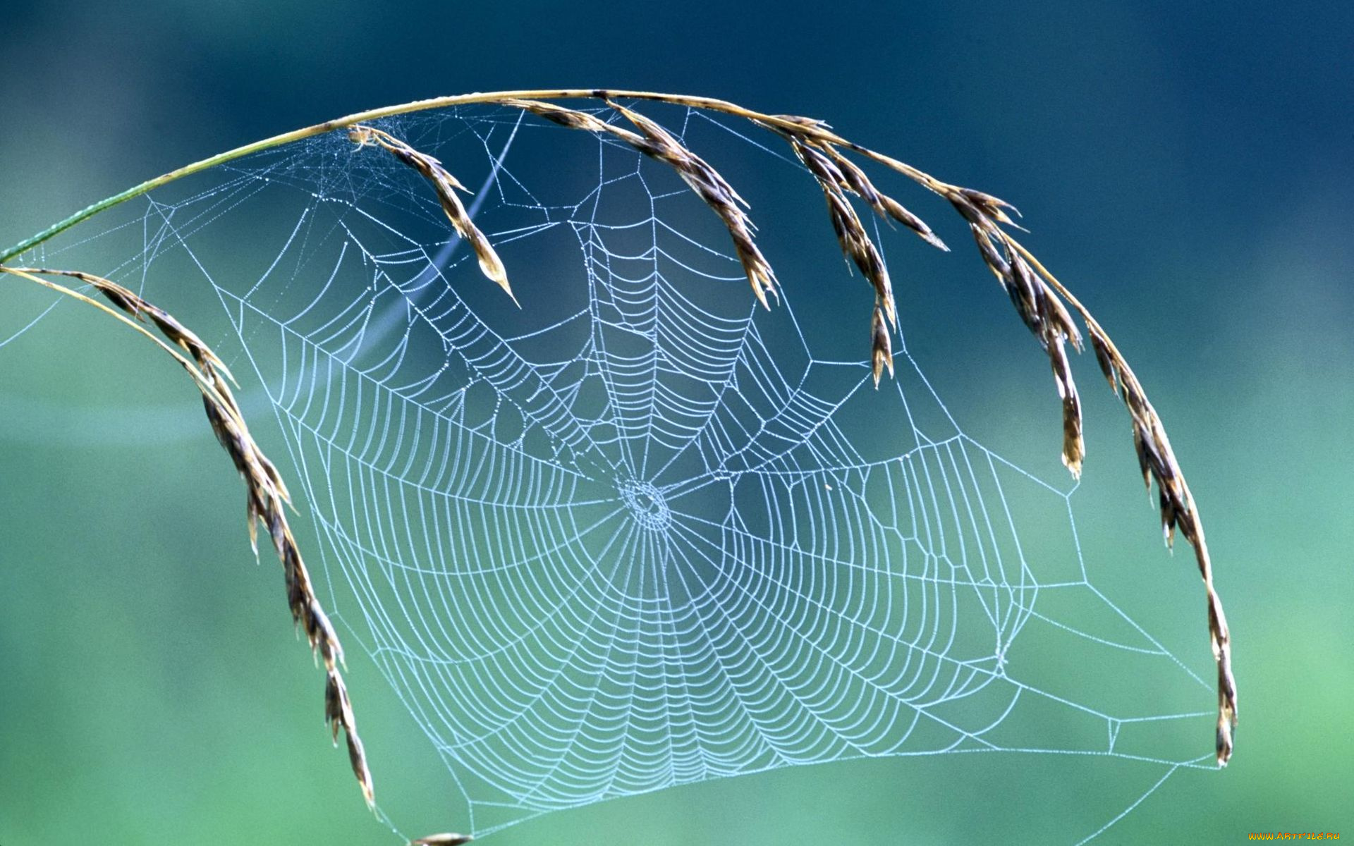 природа, макро