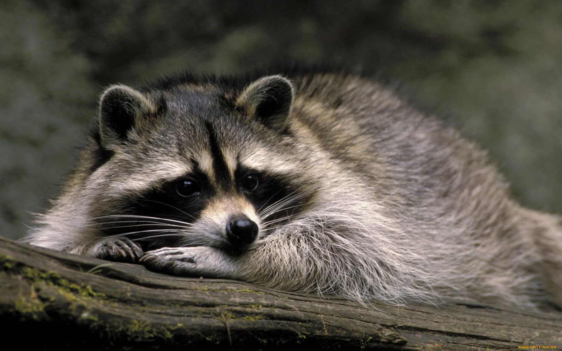 животные, еноты