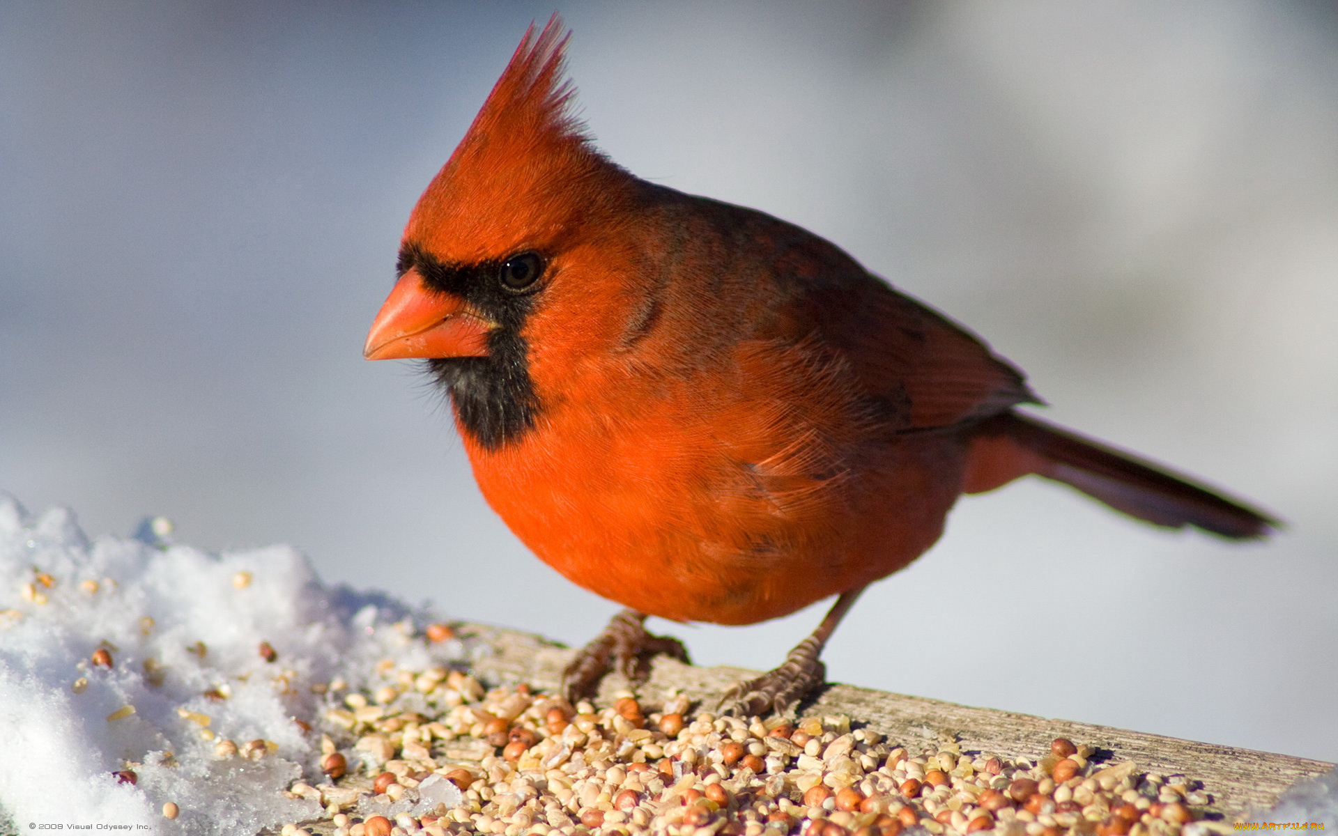 животные, кардиналы