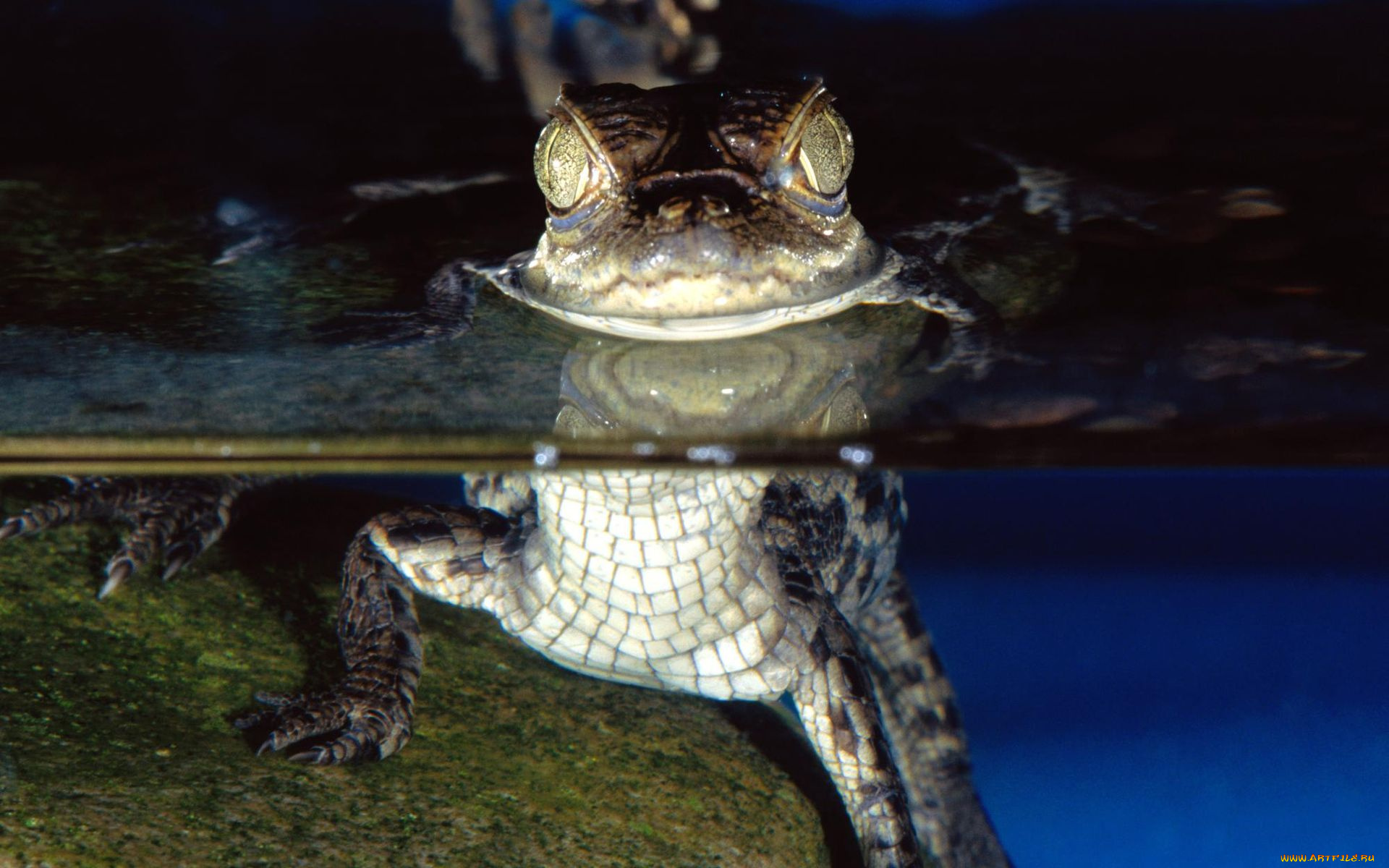 животные, крокодилы